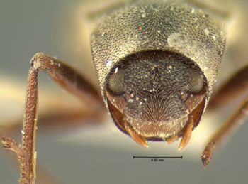 Media type: image;   Entomology 2271 Aspect: head frontal view
